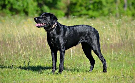 Black Labrador breeder kennel